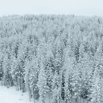 Arctic Bear Korospohja