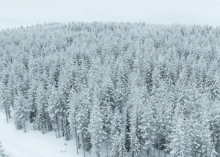 Arctic Bear Korospohja